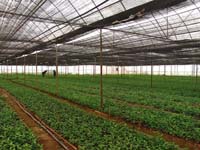 雲南的茶樹苗培植，中國
