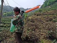 茶農以電鋸修剪，浙江，中國