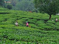 茶園予採茶婦女們，雲南，中國