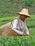 雲南的採茶婦女，中國