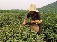 浙江的採茶婦女，中國
