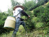 採茶工人，南投，台灣
