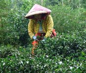 採茶女工人 ，南投，台灣