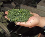製作完成的蒸青綠茶，浙江，中國