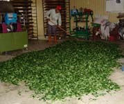 茶農攤曬採摘下的茶菁