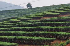 Teeplantage in Yunnan, China