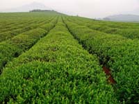 Teeplantage in der Ebene, Jing-Berg, Zhejiang, China 