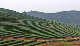 Eine große Teeplantage in Yunnan, China