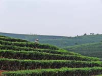 Teeplantage in Yunnan, China 