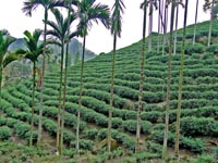 Teeplantage am Berghang im Landkreis Nantou Taiwan