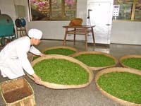 Welken der Teeblätter, Zhejiang, China 