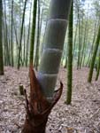 Bambus, Sonderausstellung „Teegeräte aus Bambus“
