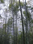 Bambuswald im Landkreis Nantou, Taiwan